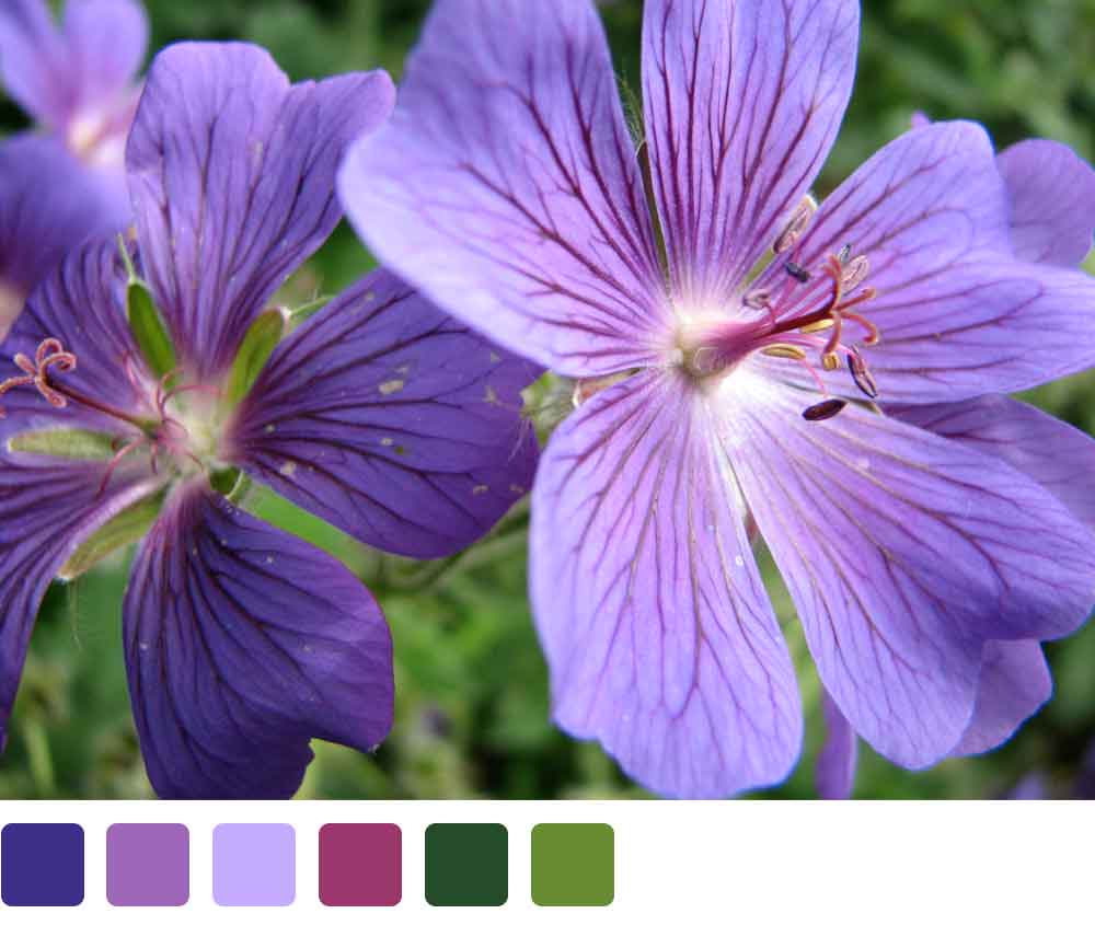 purple flowers with green leaves in the background