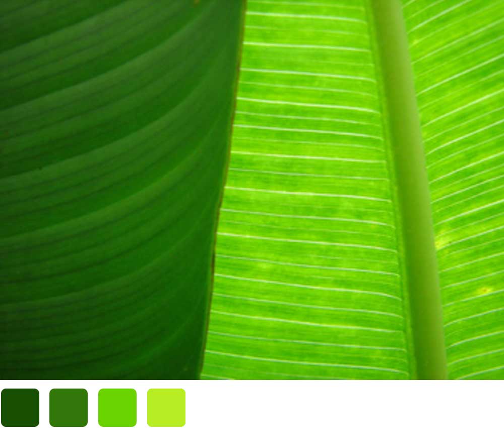 tropical green leaves, closely cropped so you can see yellow veins in the leaves